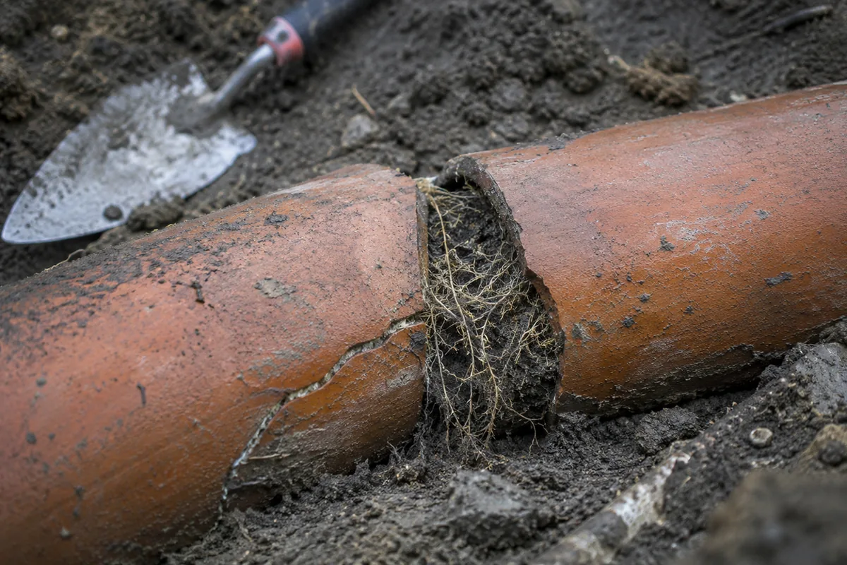Excavated section of old clay sewer pipe broken open at a joint, with tree roots growing into the crack