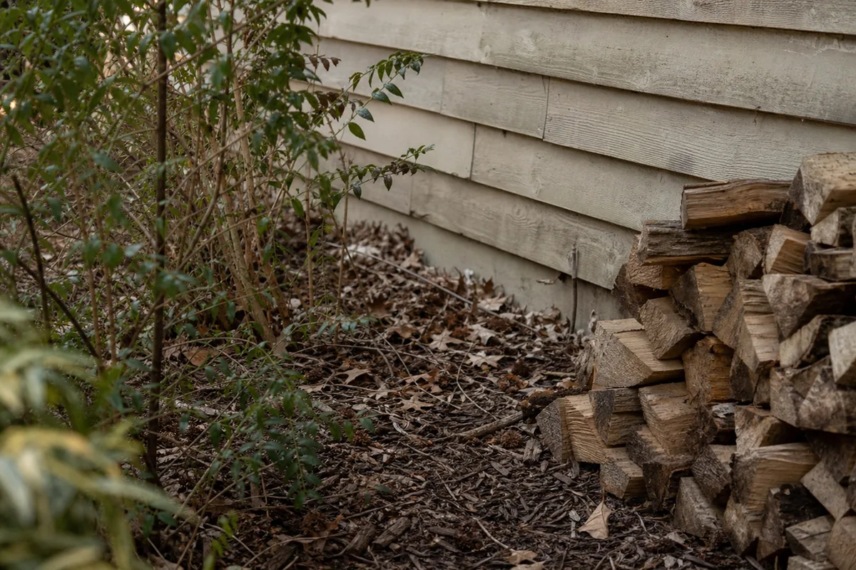 Base of an older wood-sided house wall with dense shrubs, wood-chip mulch, and stacked firewood against the siding in the ember zone