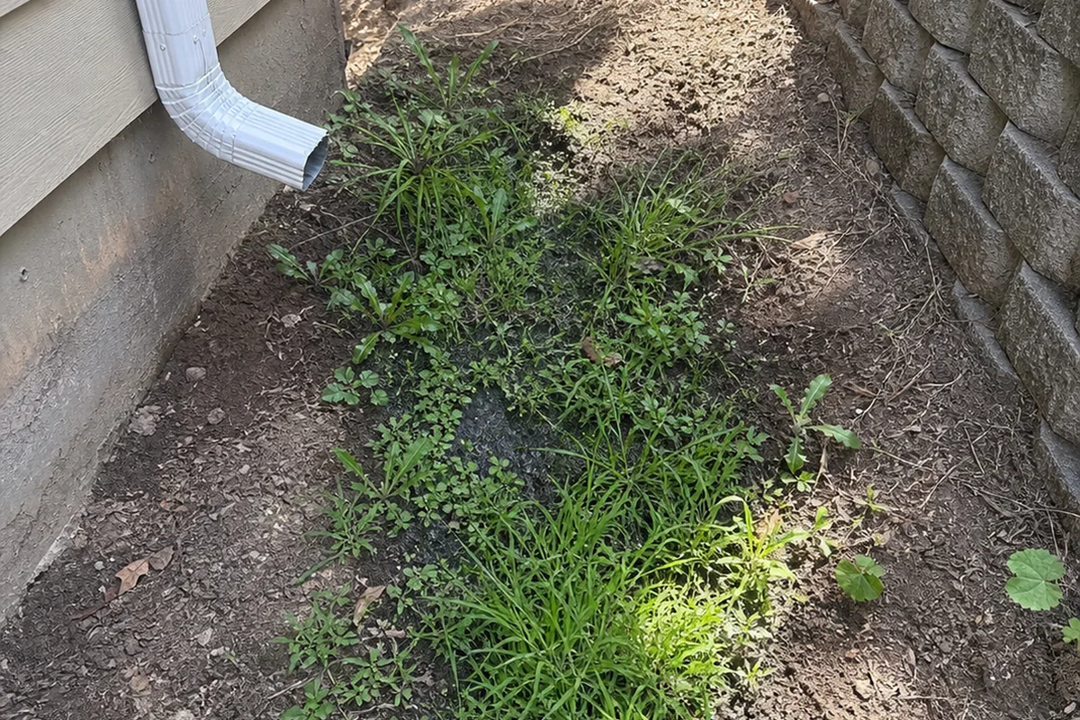Downspout discharging toward a hillside slope where a damp seep shows unusually lush green vegetation against dry surrounding soil