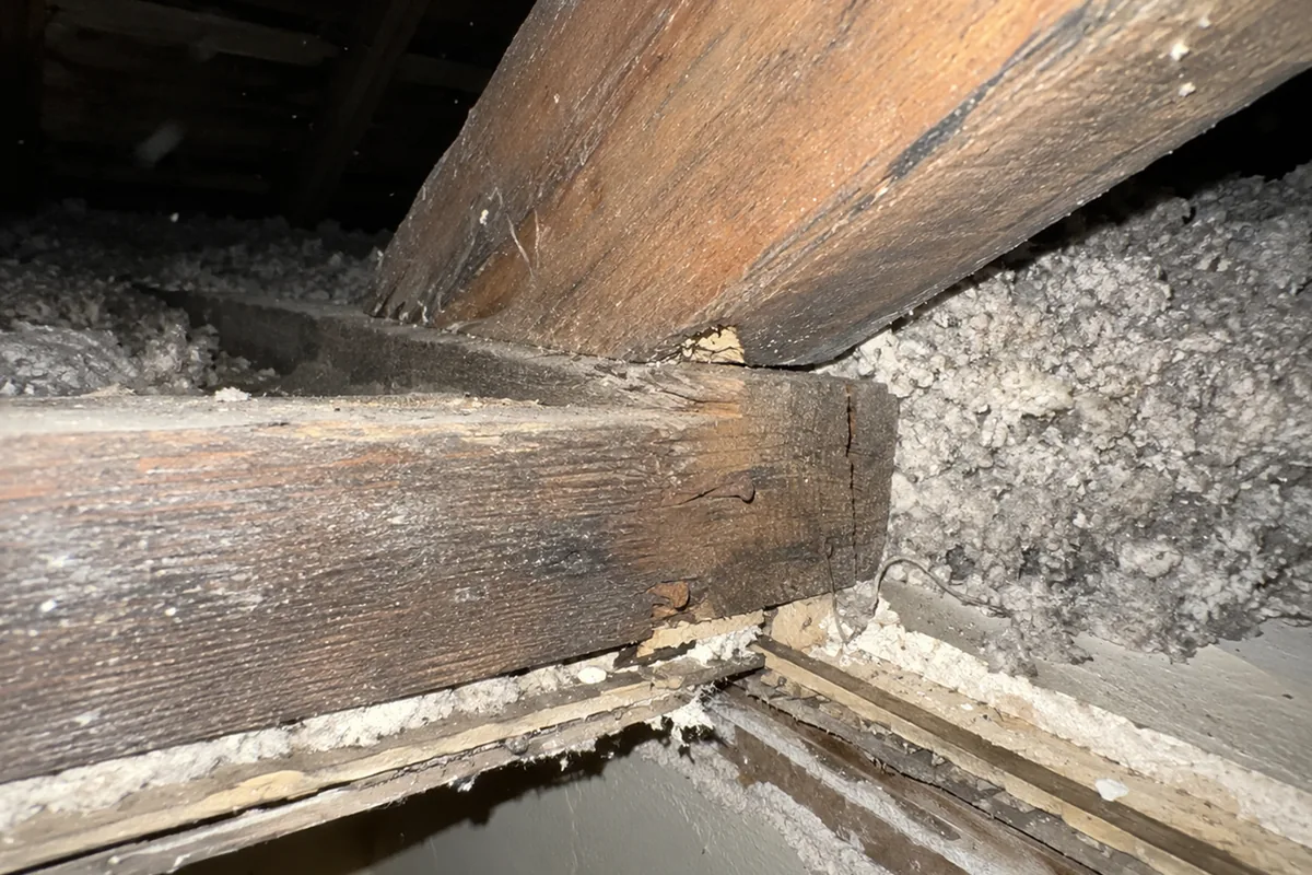 Close view of a rafter foot meeting a lapped ceiling joist at the top of a wall, a split at the joist end and two rusty nails