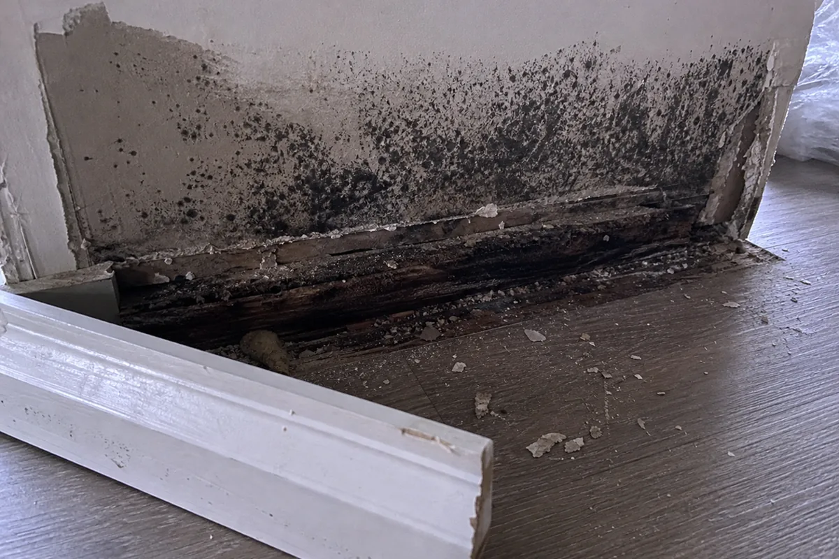 Section of interior baseboard removed, exposing a darkened, water-stained bottom wall plate with mold spotting up the drywall behind it