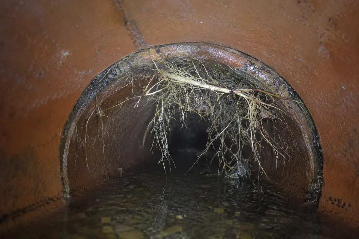 Sewer scope camera view inside an older clay sewer pipe showing a mass of fine tree roots growing through a joint and restricting flow