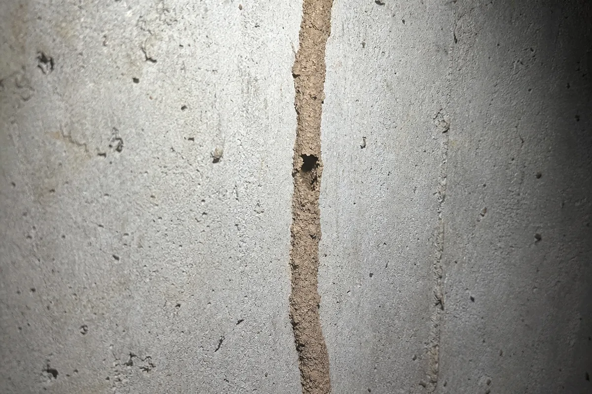 Ridged earthen termite mud tube climbing a concrete foundation wall toward the wood framing above