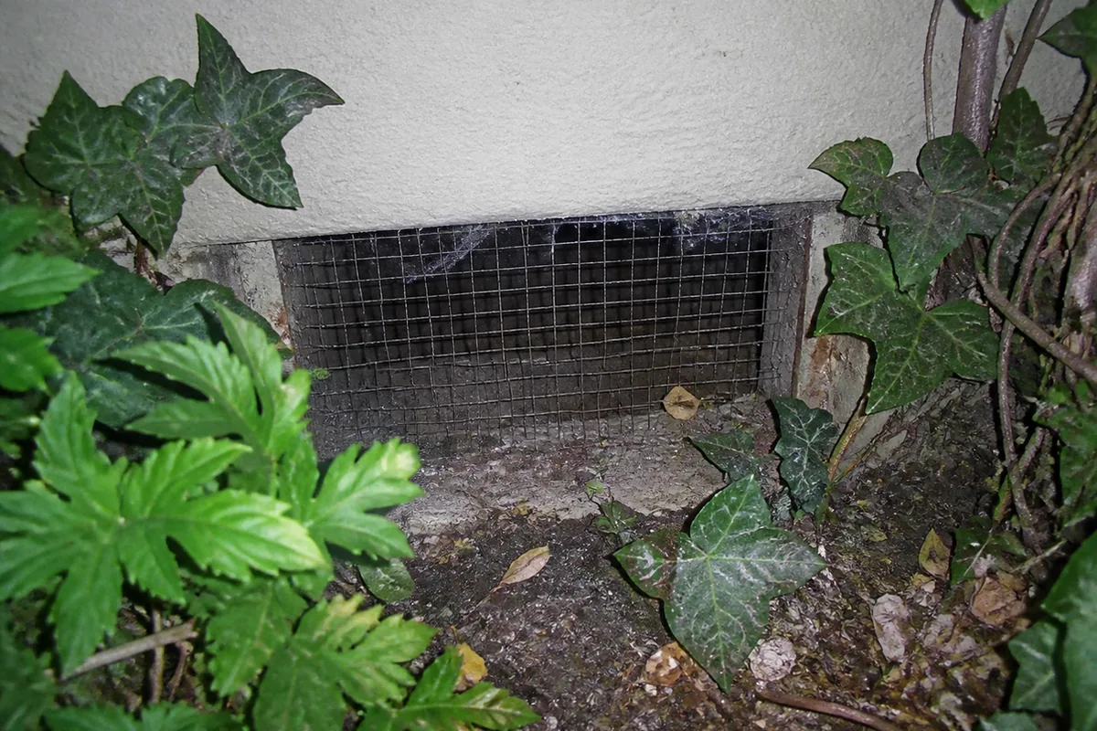 A shaded crawlspace access under a Toluca Lake home, damp ground visible near an undersized vent opening partially blocked by landscaping