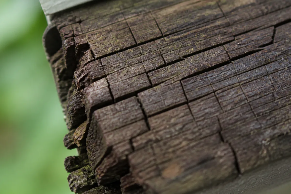Close macro view of decayed wood siding showing a cuboidal cracking pattern and dark staining, no insect activity visible