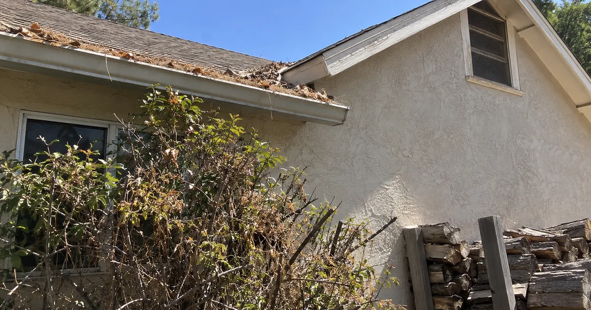 Stucco house corner under flat midday light with a gutter full of dry pine needles, a screened attic gable vent, a dry overgrown shrub against the wall and a firewood stack beside the siding